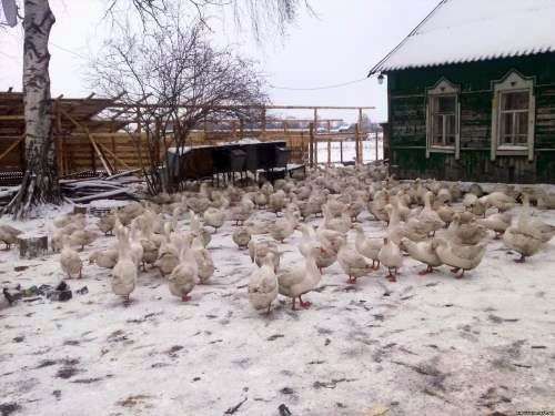 Wie kann man Gänse im Winter halten?