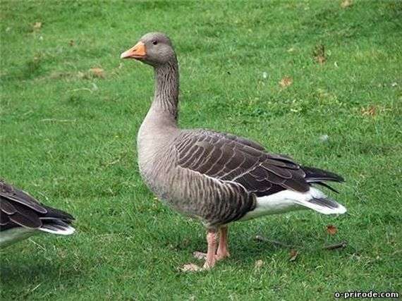 Krankheiten von Gänsen