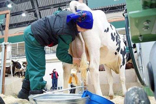 Vorbereitung der Kuh zum Melken
