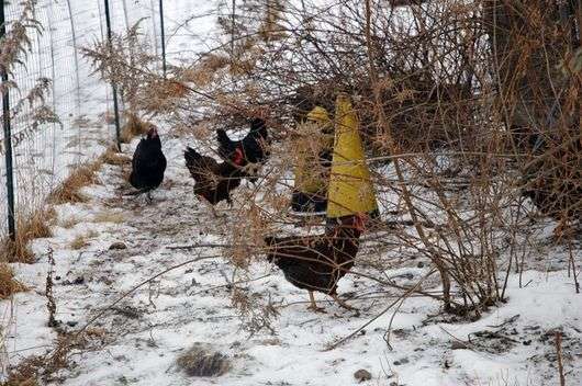 Der Inhalt von Hühnern im Winter