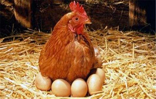 Warum Hühner Eier picken